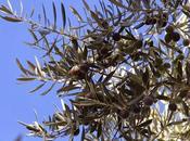 Jaén. razones para viajar paraíso