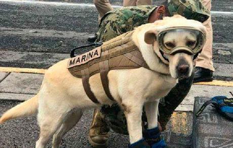 Ellos son los #perros rescatistas que se han robado el corazón de #México (FOTOS) #Mascotas #Animales