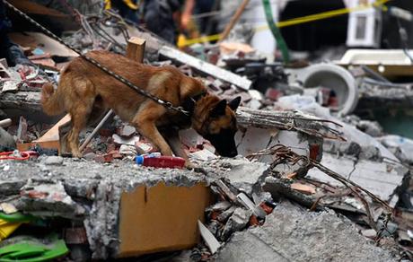 Ellos son los #perros rescatistas que se han robado el corazón de #México (FOTOS) #Mascotas #Animales