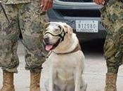 Ellos #perros rescatistas robado corazón #México (FOTOS) #Mascotas #Animales