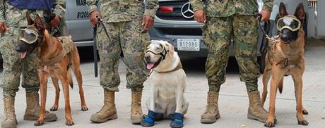 Ellos son los #perros rescatistas que se han robado el corazón de #México (FOTOS) #Mascotas #Animales
