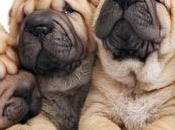 mejores soluciones estéticas para remodelar óvalo facial