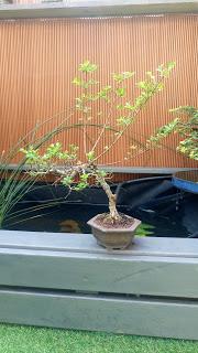 Repaso de verano 2017 : la zona del estanque