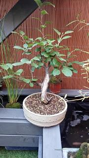 Repaso de verano 2017 : la zona del estanque