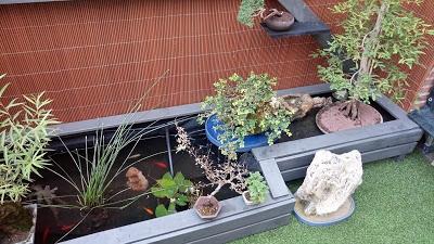 Repaso de verano 2017 : la zona del estanque