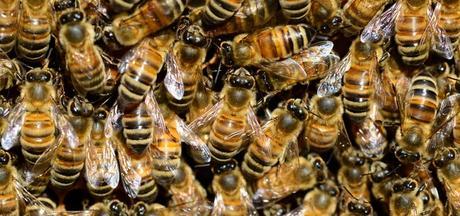 Las abejas tienen un impacto muy grande en nosotros