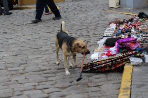 Que hacer en Lima Que hacer en Lima
