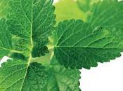 producto Herbolario: Melisa