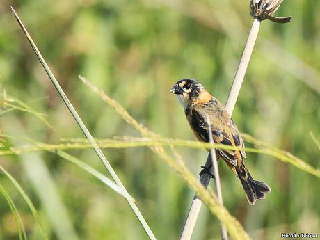 Corbatita dominó (Sporophila collaris)