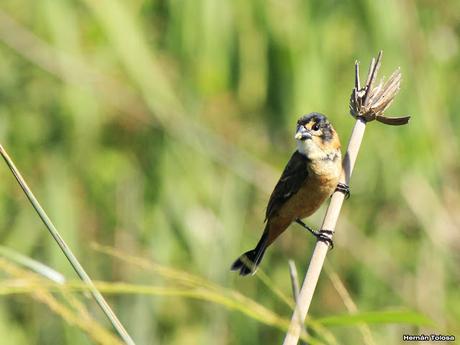 Corbatita dominó (Sporophila collaris)