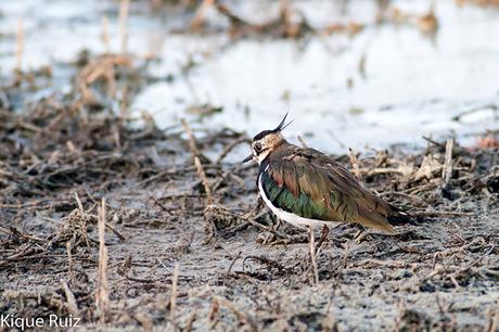 Avefría europea