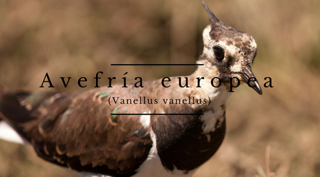 Avefría europea