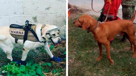 Frida y Titán héroes de 4 patas