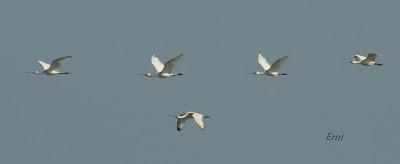 11º FESTIVAL DE LA MIGRACIÓN DE LAS AVES EN SANTOÑA