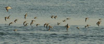 11º FESTIVAL DE LA MIGRACIÓN DE LAS AVES EN SANTOÑA