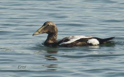 11º FESTIVAL DE LA MIGRACIÓN DE LAS AVES EN SANTOÑA