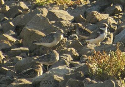 11º FESTIVAL DE LA MIGRACIÓN DE LAS AVES EN SANTOÑA