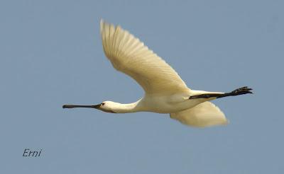 11º FESTIVAL DE LA MIGRACIÓN DE LAS AVES EN SANTOÑA