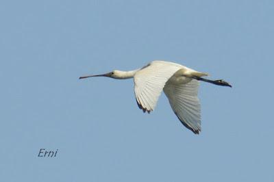 11º FESTIVAL DE LA MIGRACIÓN DE LAS AVES EN SANTOÑA