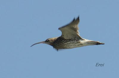 11º FESTIVAL DE LA MIGRACIÓN DE LAS AVES EN SANTOÑA