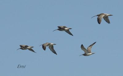 11º FESTIVAL DE LA MIGRACIÓN DE LAS AVES EN SANTOÑA