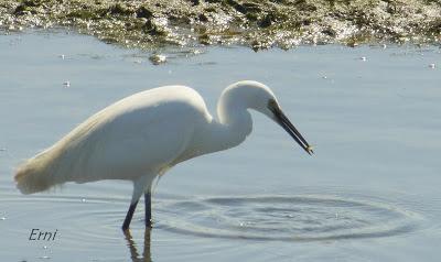 11º FESTIVAL DE LA MIGRACIÓN DE LAS AVES EN SANTOÑA