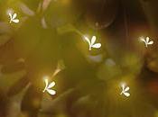 «Luciérnagas» Relato Carmelo Beltrán