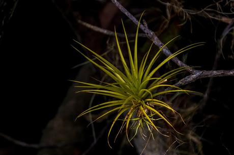 Canchimalero fuera de fechas, Majagual y Cayapas Mataje