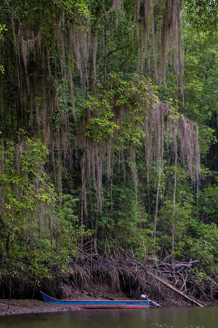 Canchimalero fuera de fechas, Majagual y Cayapas Mataje