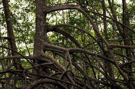 Canchimalero fuera de fechas, Majagual y Cayapas Mataje