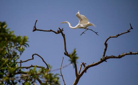 Canchimalero fuera de fechas, Majagual y Cayapas Mataje