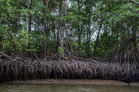 Canchimalero fuera de fechas, Majagual y Cayapas Mataje