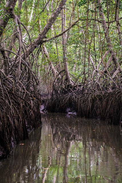 Canchimalero fuera de fechas, Majagual y Cayapas Mataje