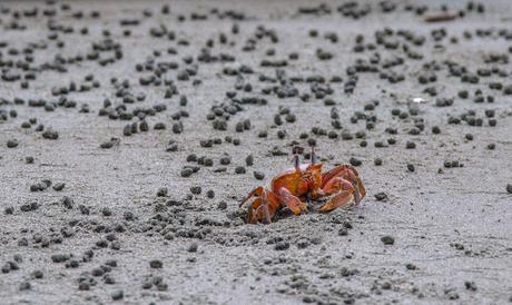 Canchimalero fuera de fechas, Majagual y Cayapas Mataje