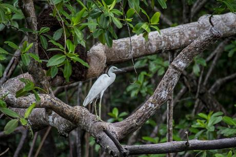 Canchimalero fuera de fechas, Majagual y Cayapas Mataje