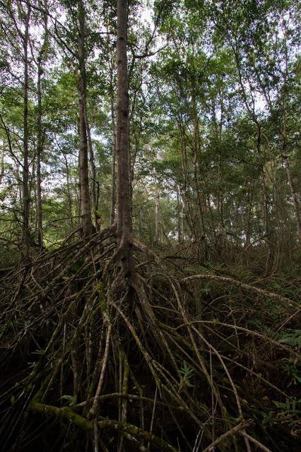Canchimalero fuera de fechas, Majagual y Cayapas Mataje