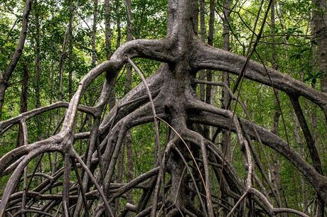 Canchimalero fuera de fechas, Majagual y Cayapas Mataje