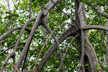 Canchimalero fuera de fechas, Majagual y Cayapas Mataje