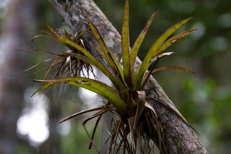 Canchimalero fuera de fechas, Majagual y Cayapas Mataje
