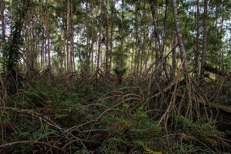 Canchimalero fuera de fechas, Majagual y Cayapas Mataje