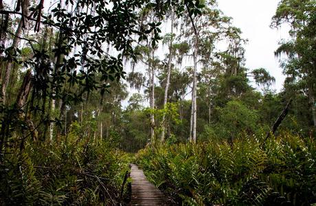 Canchimalero fuera de fechas, Majagual y Cayapas Mataje