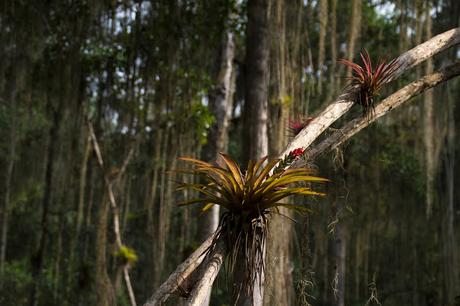 Canchimalero fuera de fechas, Majagual y Cayapas Mataje