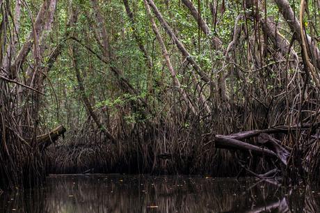 Canchimalero fuera de fechas, Majagual y Cayapas Mataje
