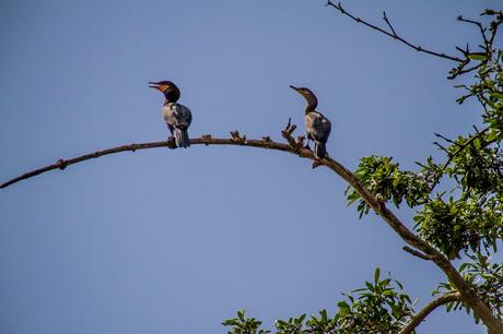 Canchimalero fuera de fechas, Majagual y Cayapas Mataje