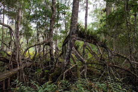 Canchimalero fuera de fechas, Majagual y Cayapas Mataje