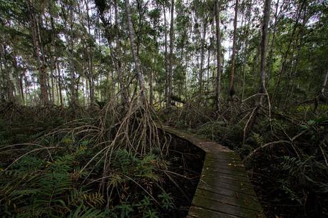 Canchimalero fuera de fechas, Majagual y Cayapas Mataje