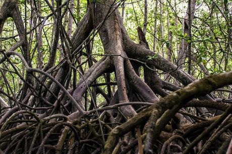 Canchimalero fuera de fechas, Majagual y Cayapas Mataje