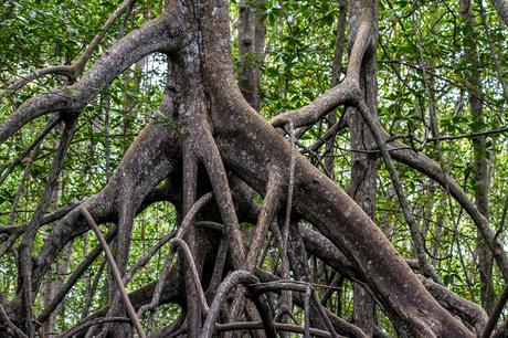 Canchimalero fuera de fechas, Majagual y Cayapas Mataje