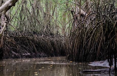 Canchimalero fuera de fechas, Majagual y Cayapas Mataje
