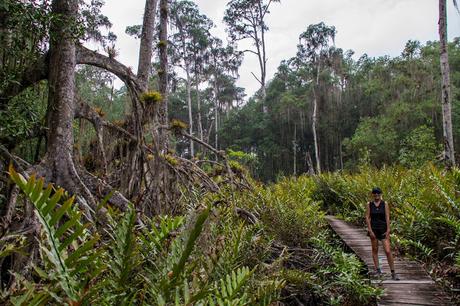 Canchimalero fuera de fechas, Majagual y Cayapas Mataje